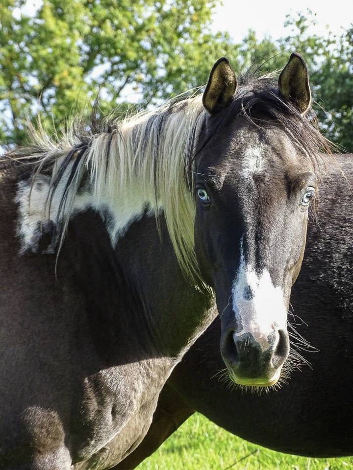 Étalon paint horse homozygote Tobiano 