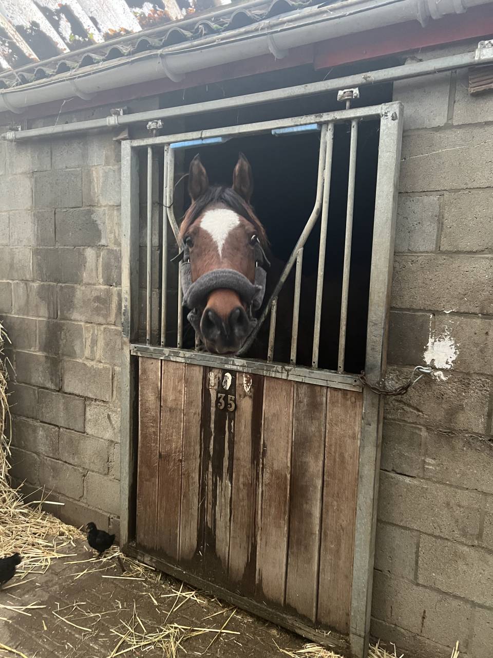 cheval de compagnie âgé de 14ans