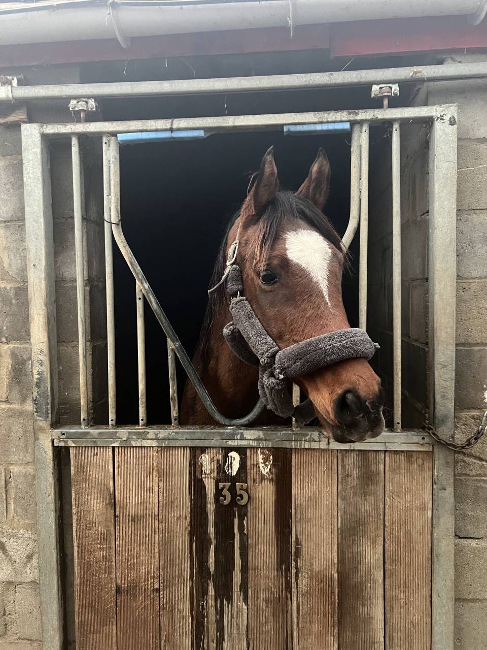 cheval de compagnie âgé de 14ans