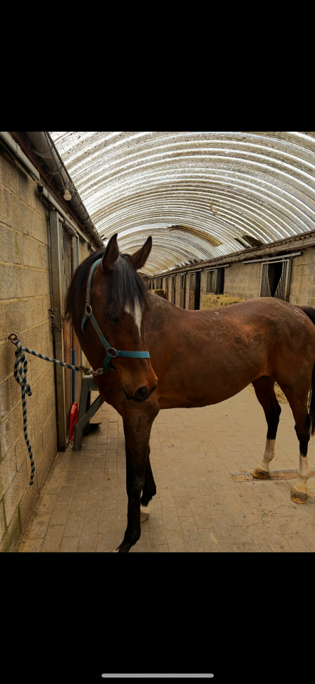 cheval de compagnie âgé de 14ans