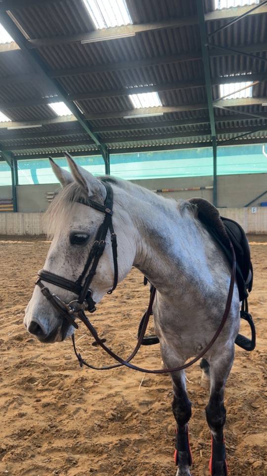 Unique - petite ponette ONC