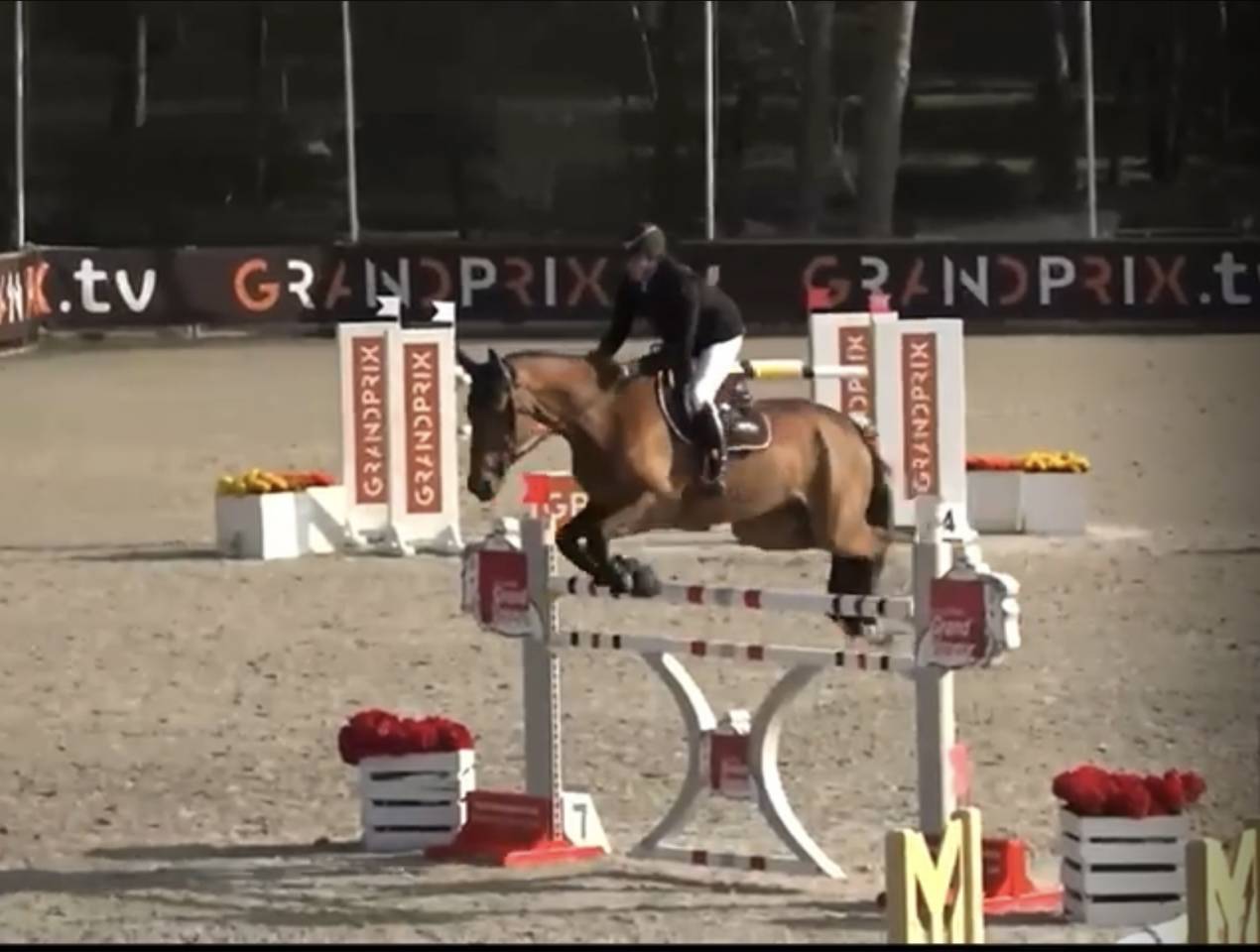 Cheval Expérience 140/145/3*