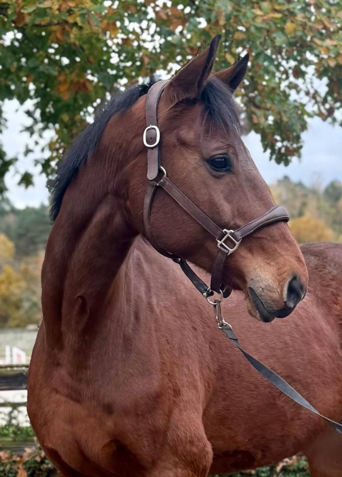 Cheval Expérience 140/145/3*