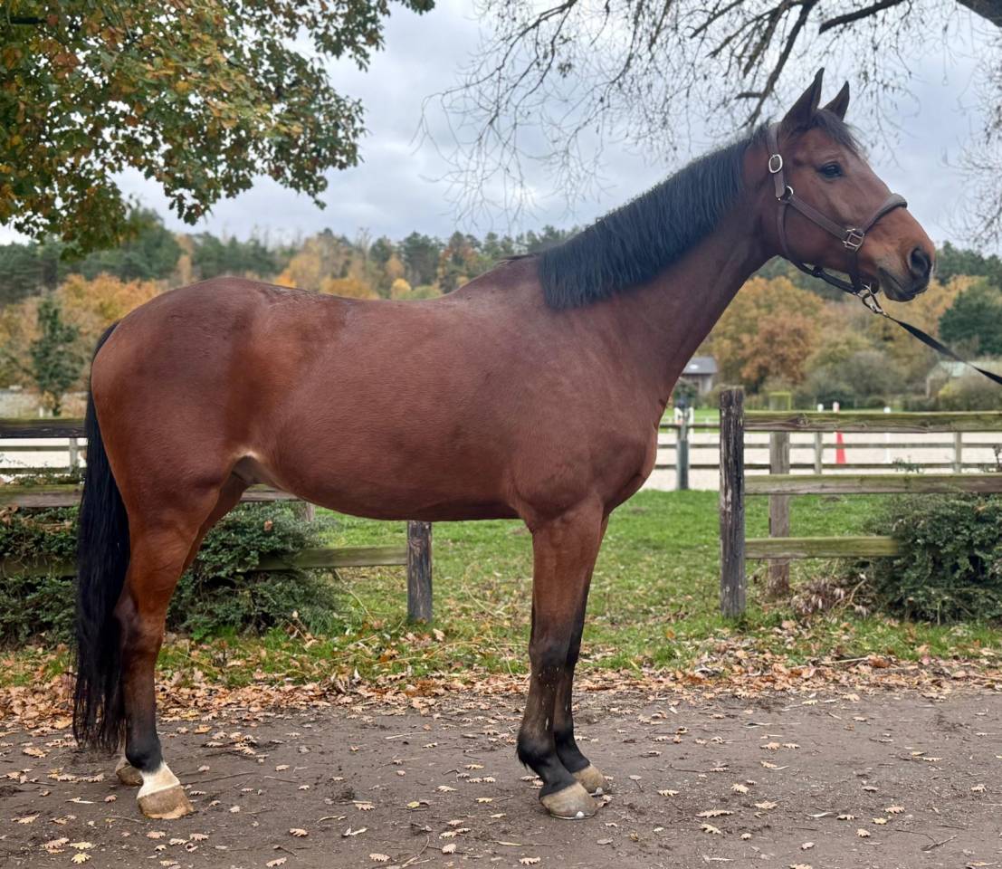 Cheval Expérience 140/145/3*