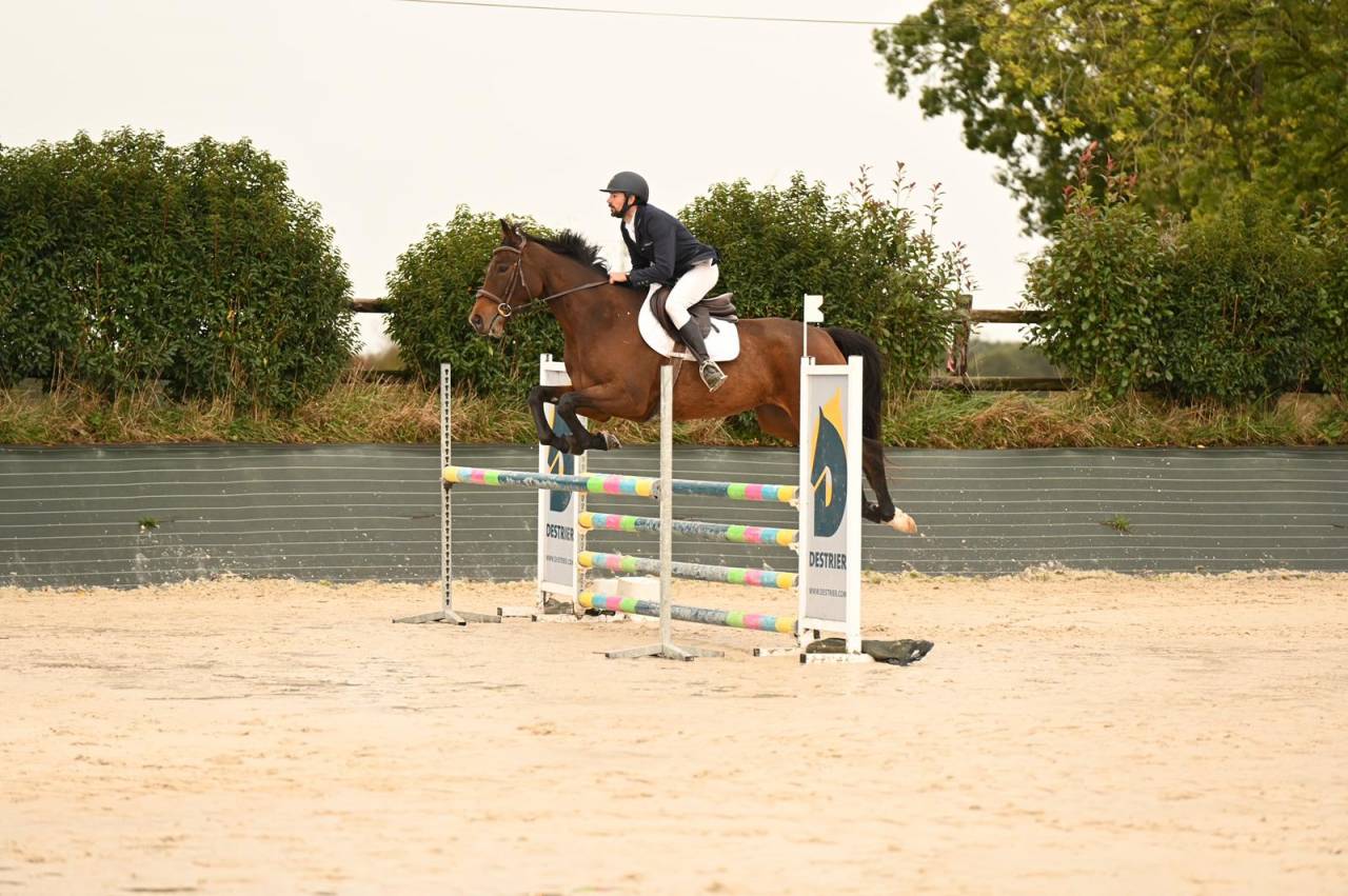 Hongre sf pour CSO et cce