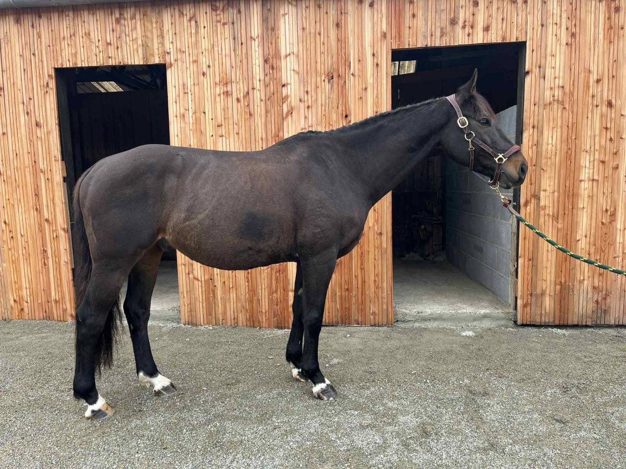 Cheval cso  sf 8 ans par Hanibal de hus