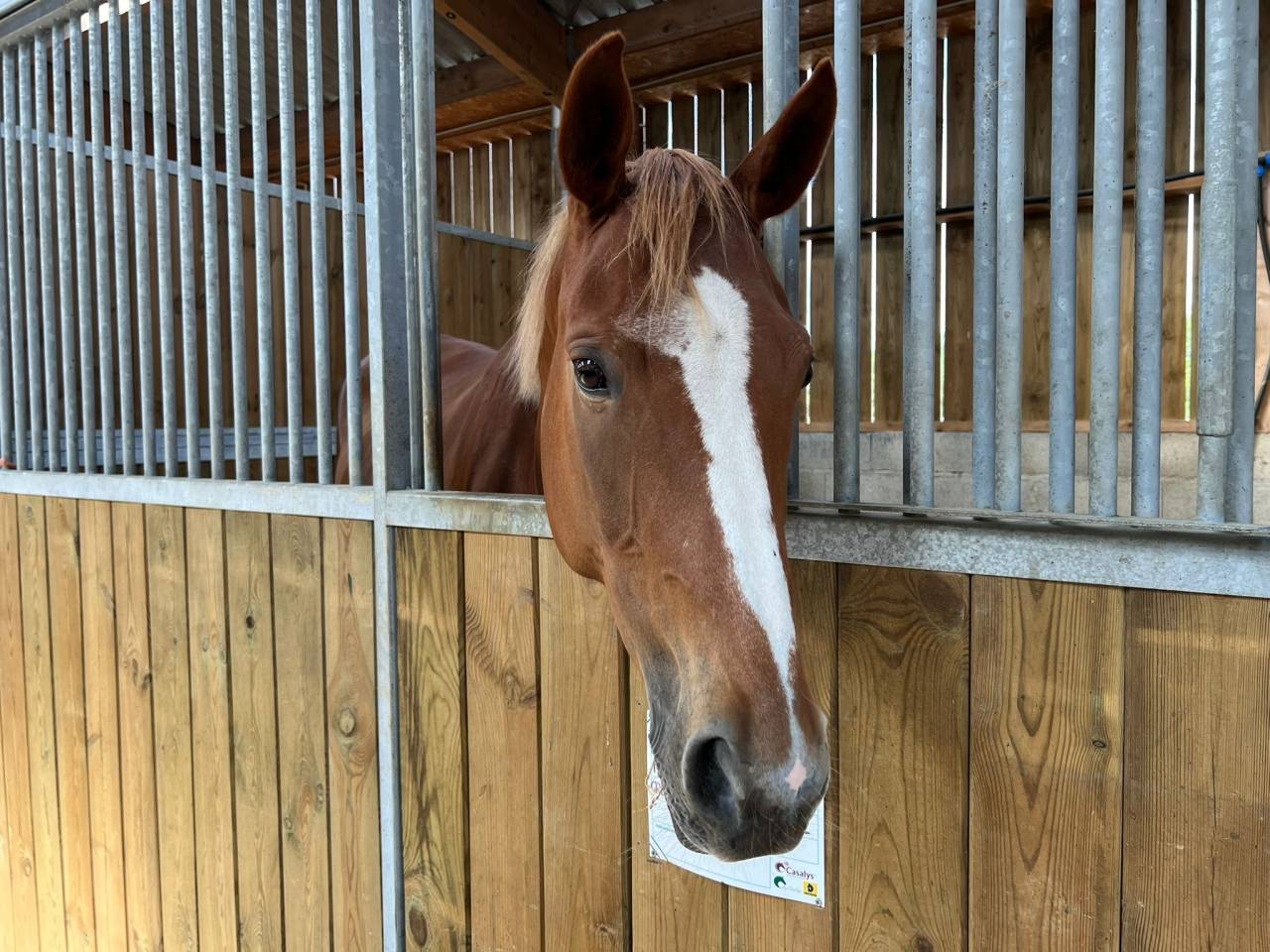 Poulinière porteuse ps 8 ans