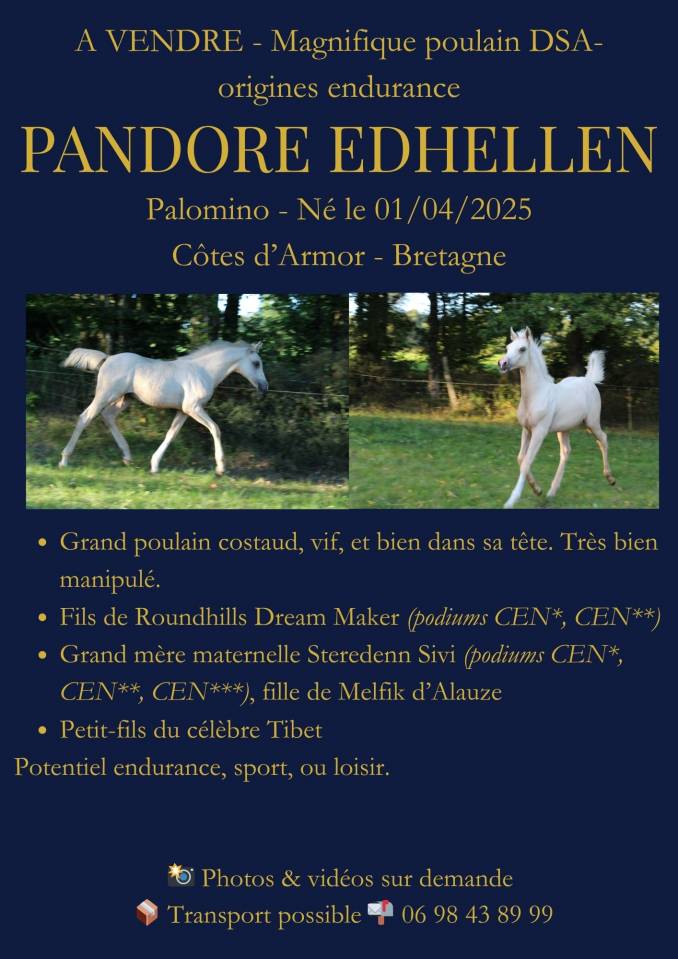 Magnifique mâle demi sang arabe palomino endurance