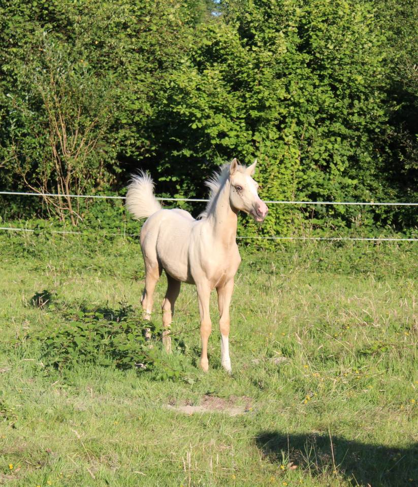 Magnifique mâle demi sang arabe palomino endurance