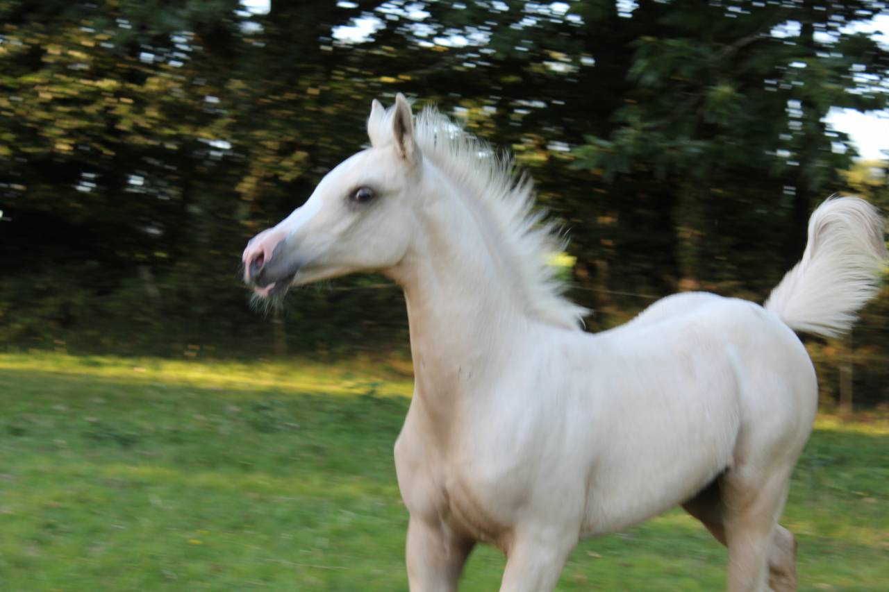 Magnifique mâle demi sang arabe palomino endurance