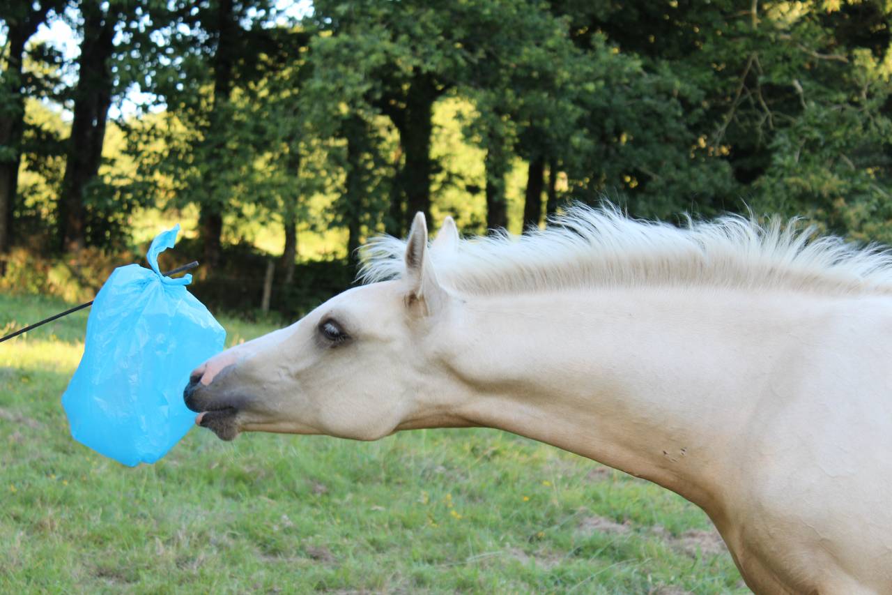 Magnifique mâle demi sang arabe palomino endurance