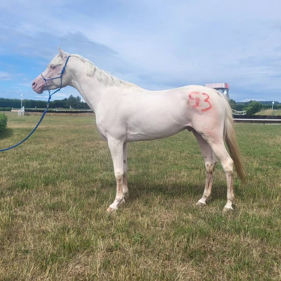 Magnifique mâle demi sang arabe palomino endurance