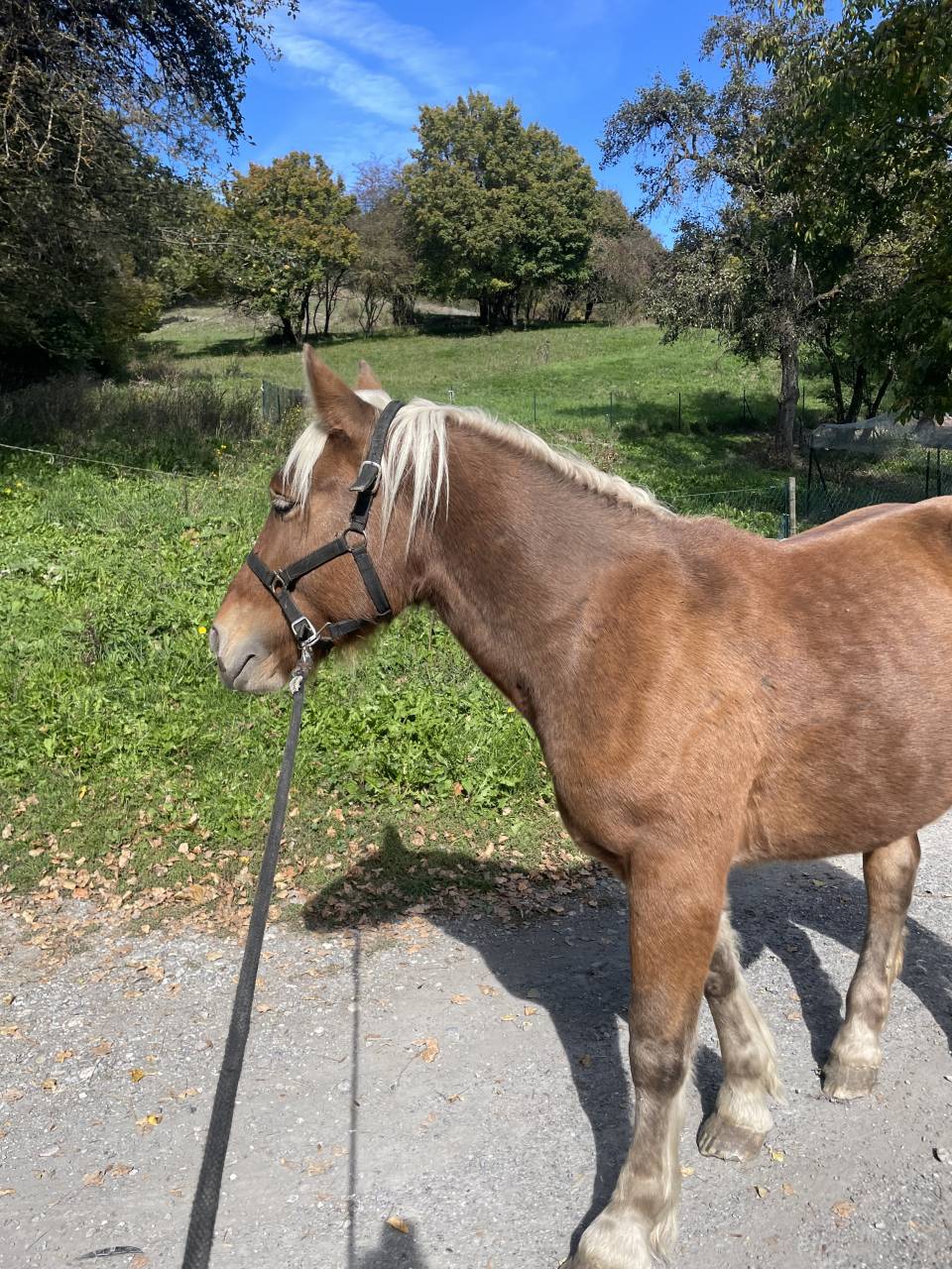 Poulain trait comtois PP