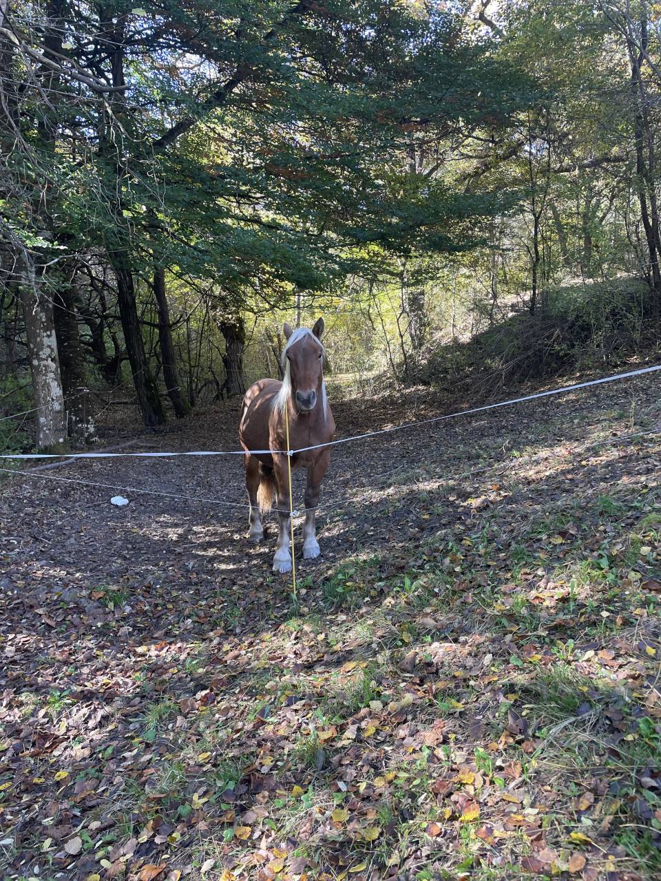 Poulain trait comtois PP