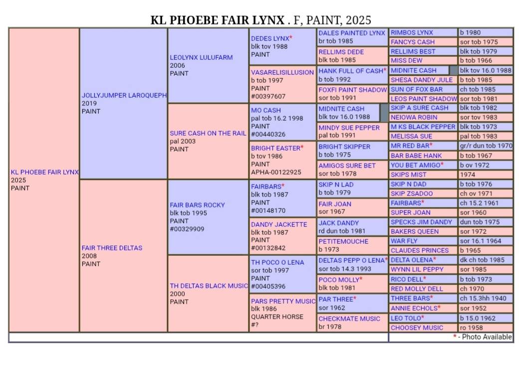 Pouliche paint horse 