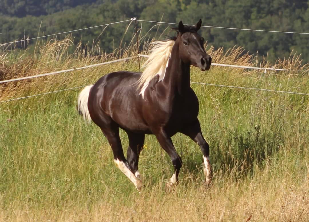 Pouliche paint horse 