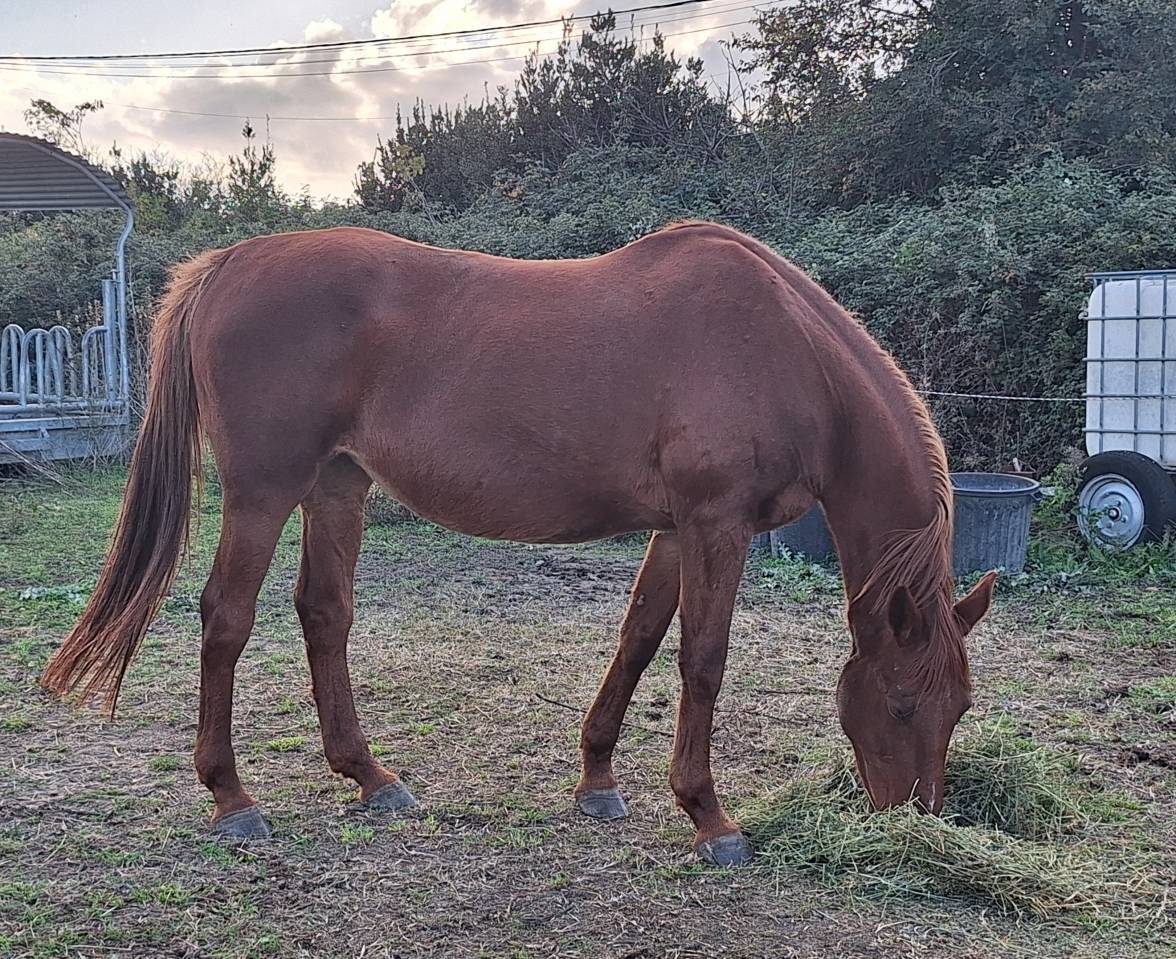 Poulinière Souche Manuela "du château"