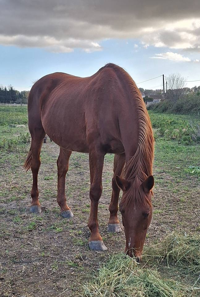 Poulinière Souche Manuela "du château"