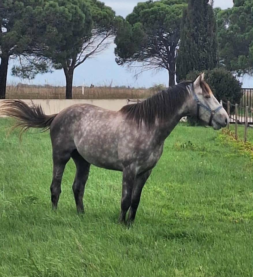 Poulinière Souche Manuela "du château"