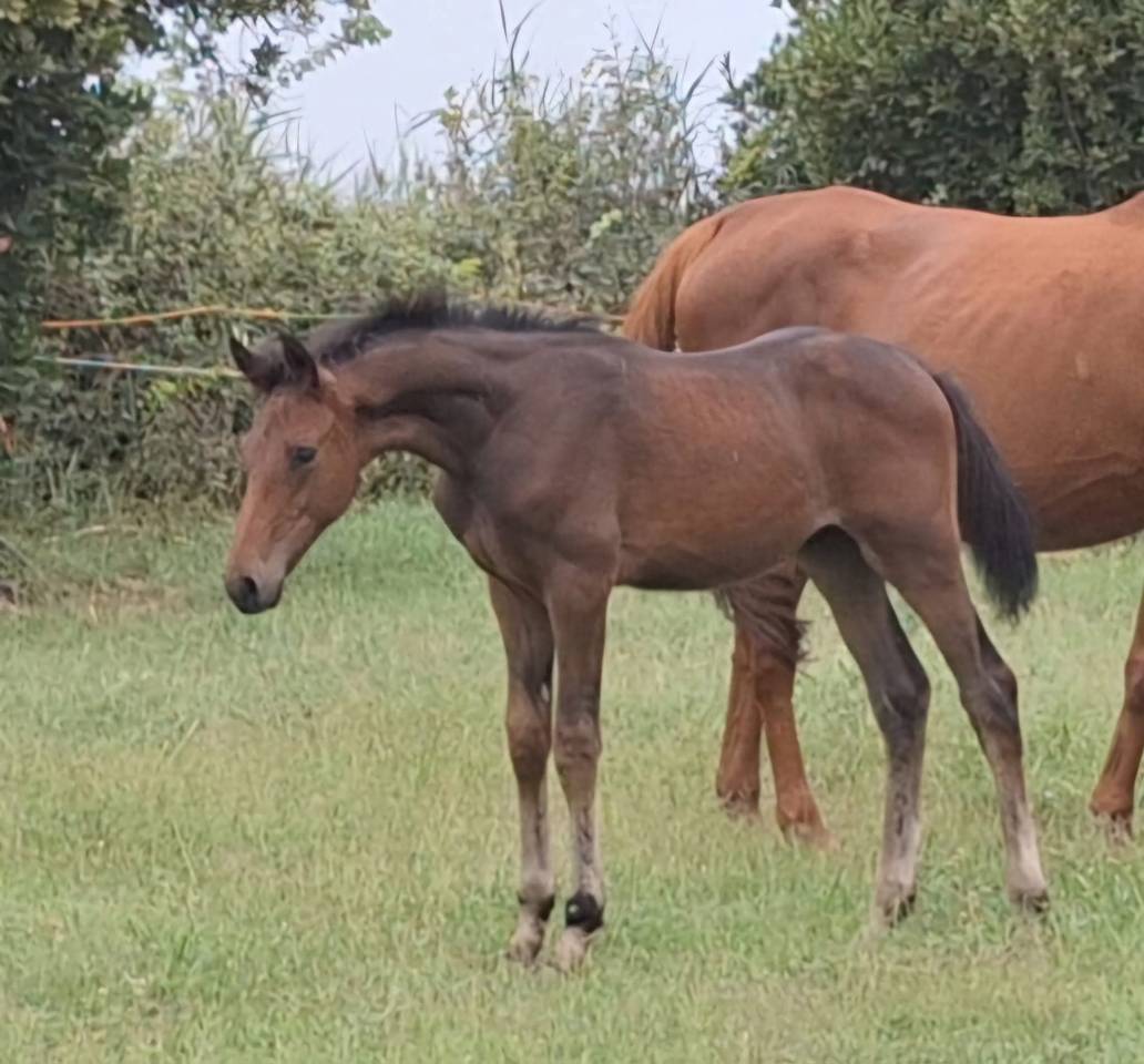 Poulinière Souche Manuela "du château"