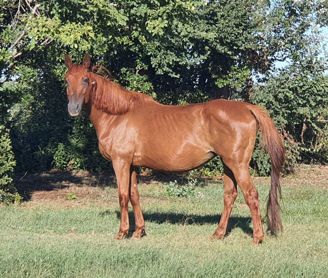 Poulinière Souche Manuela "du château"