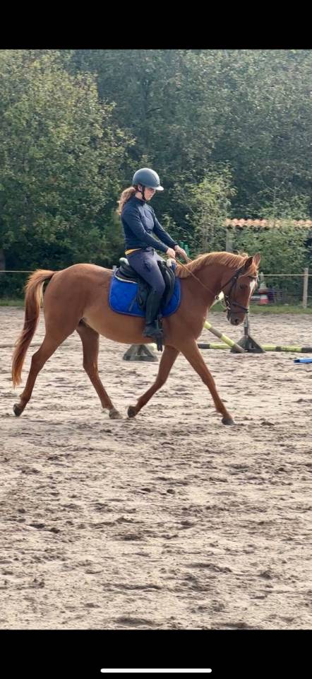 ILEHOU DES AGUES Poney D
