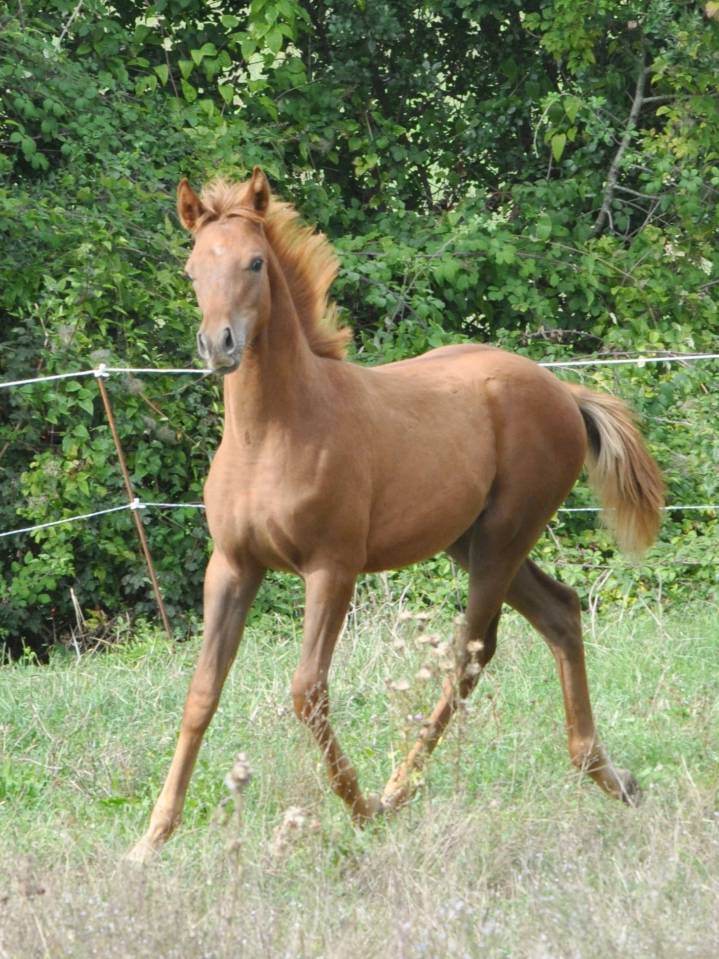 poulain pur sang arabe origine course