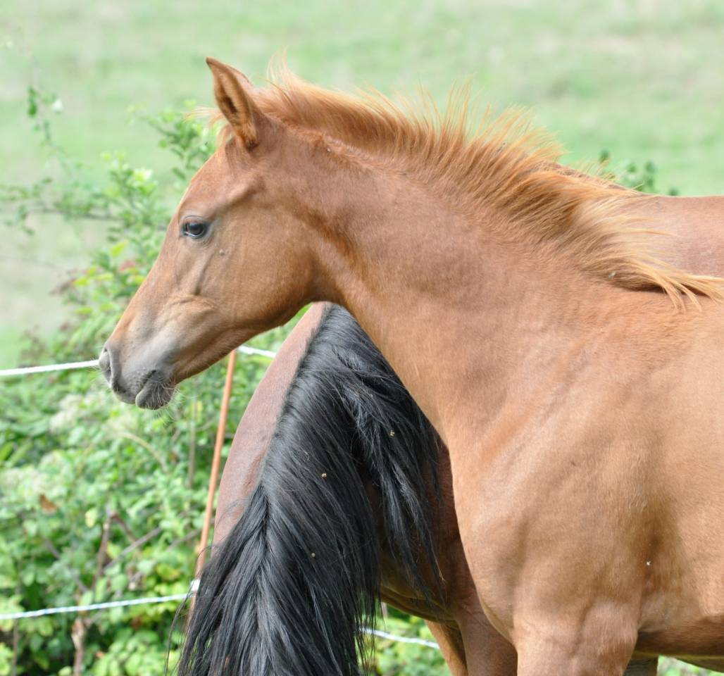 poulain pur sang arabe origine course