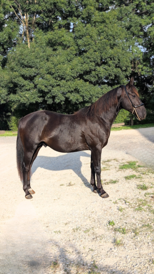 N' Joy, Superbe Quarter Horse Mâle de 2 Ans