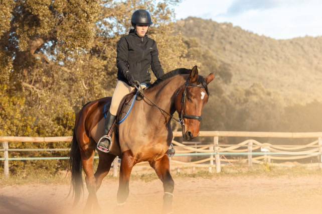 Selle français 11 ans