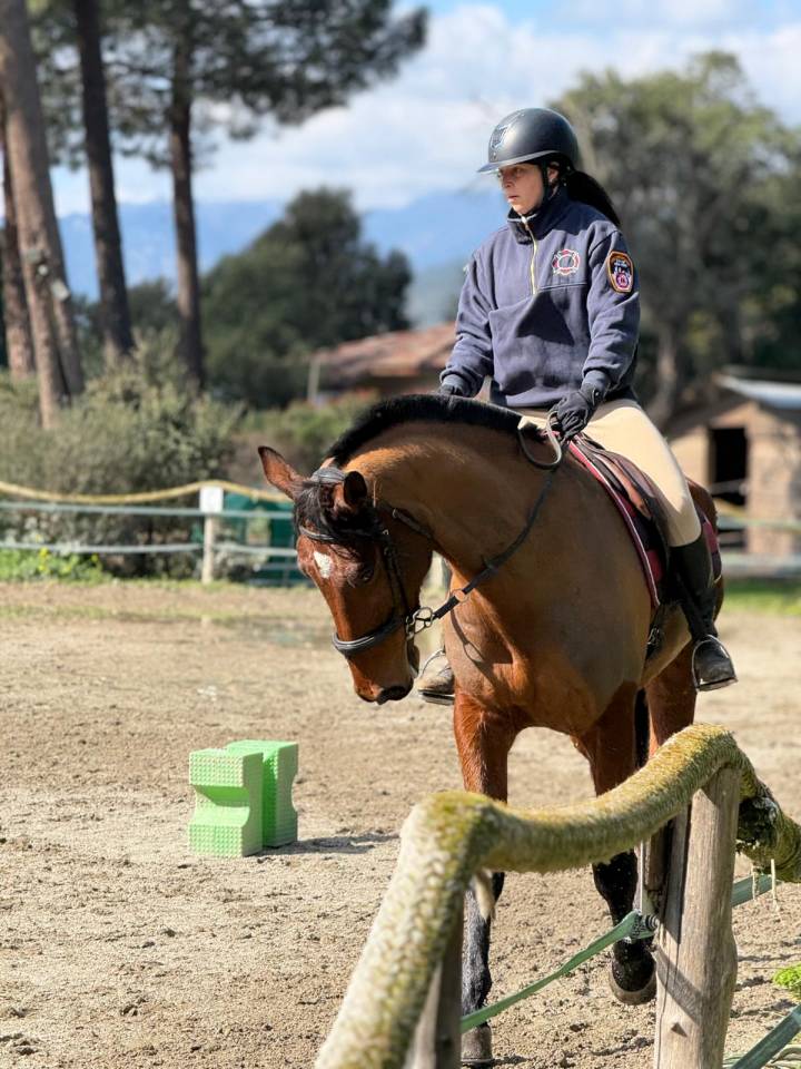 Selle français 11 ans