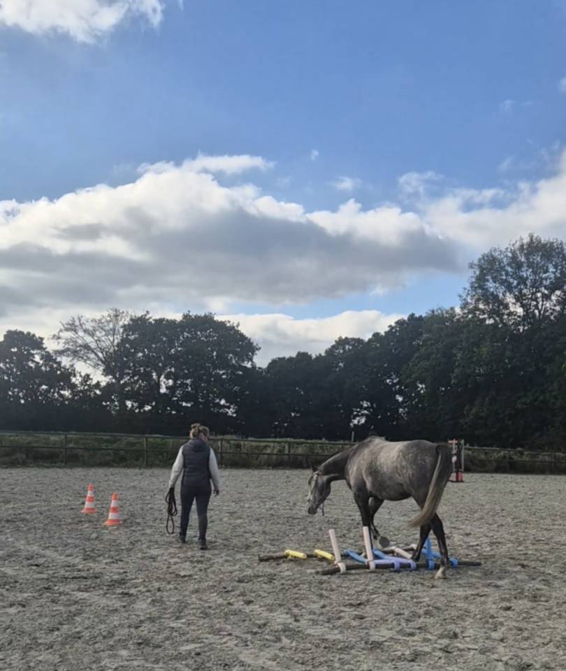 A vendre Pur sang 4 ans hongre