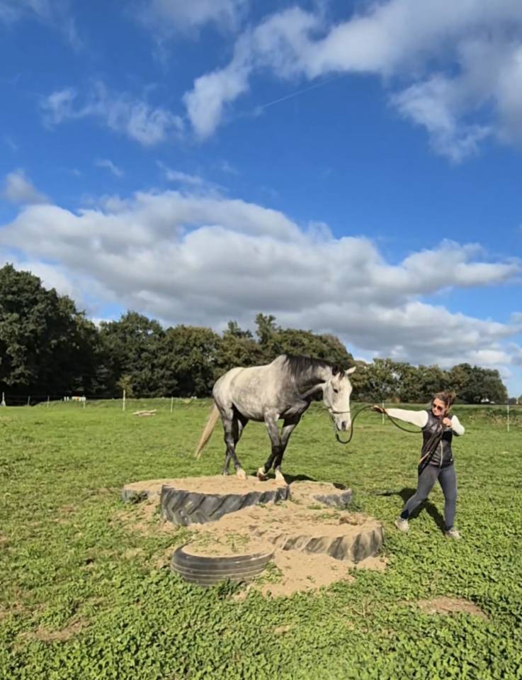 A vendre Pur sang 4 ans hongre