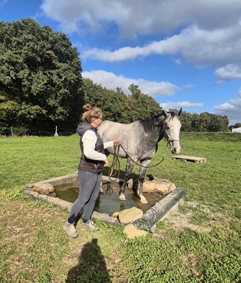 A vendre Pur sang 4 ans hongre