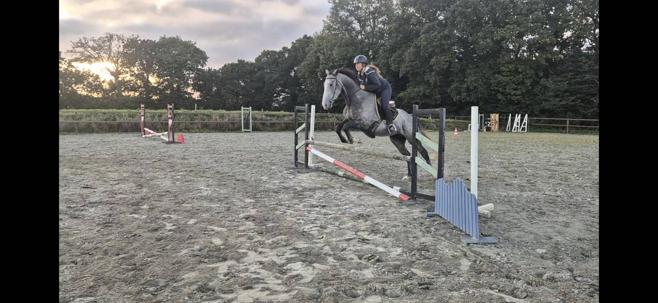 A vendre Pur sang 4 ans hongre