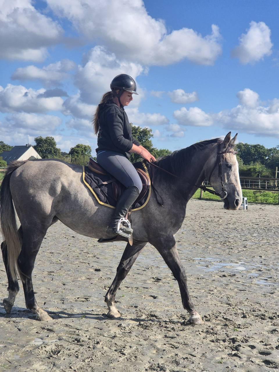 A vendre Pur sang 4 ans hongre