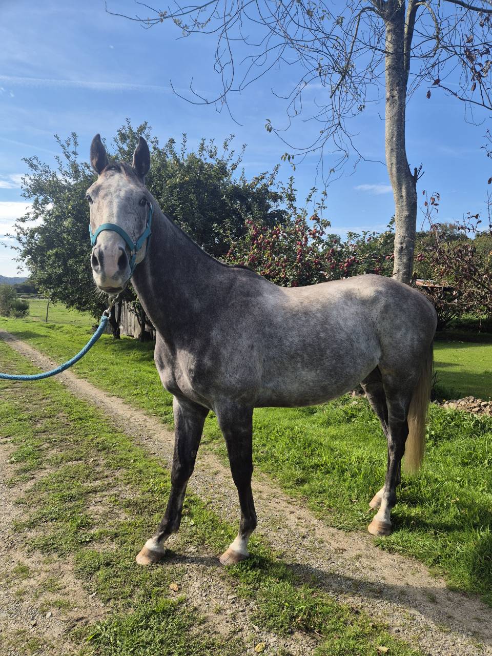 A vendre Pur sang 4 ans hongre