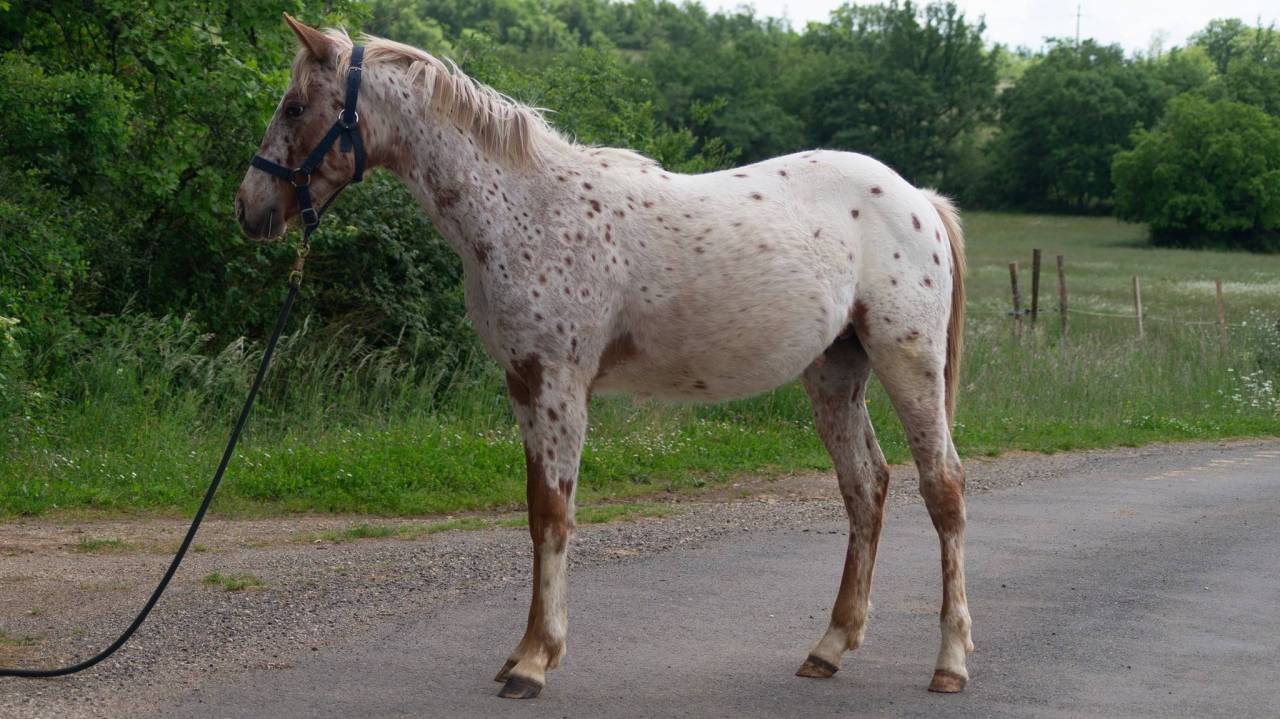 Poulain Appaloosa 2024