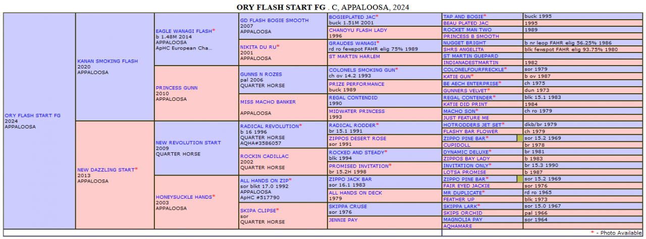 Poulain Appaloosa 2024