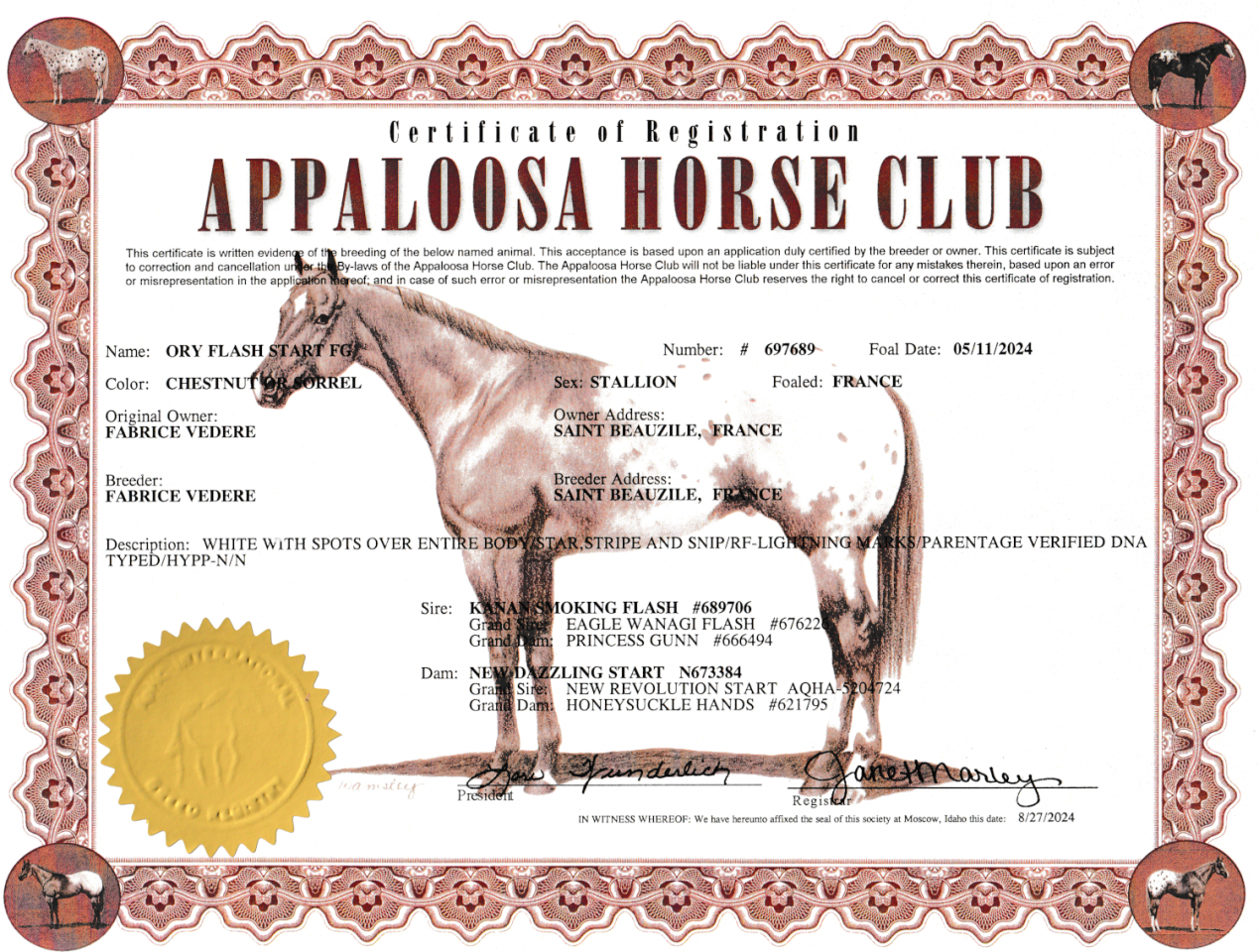 Poulain Appaloosa 2024