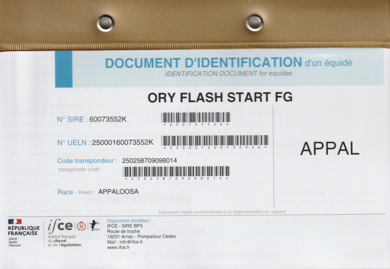 Poulain Appaloosa 2024