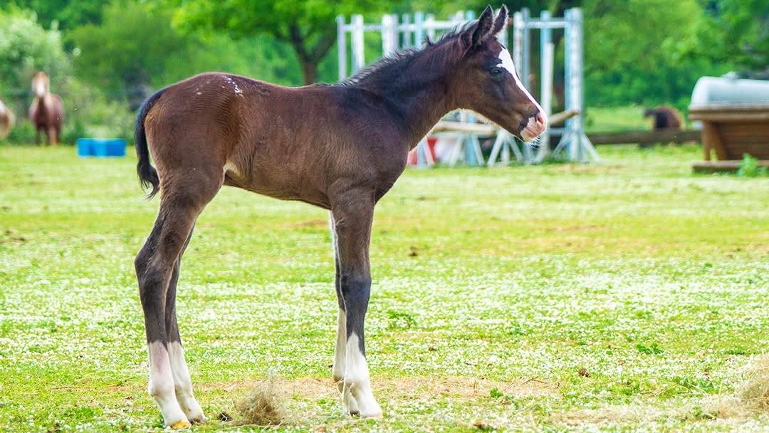 Pouliche Appaloosa 2025