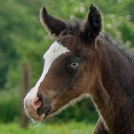 Pouliche Appaloosa 2025