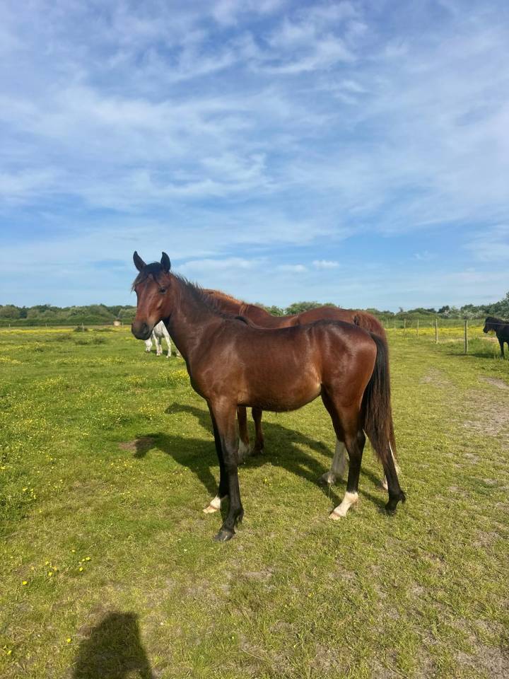 futur Poney D de 2024