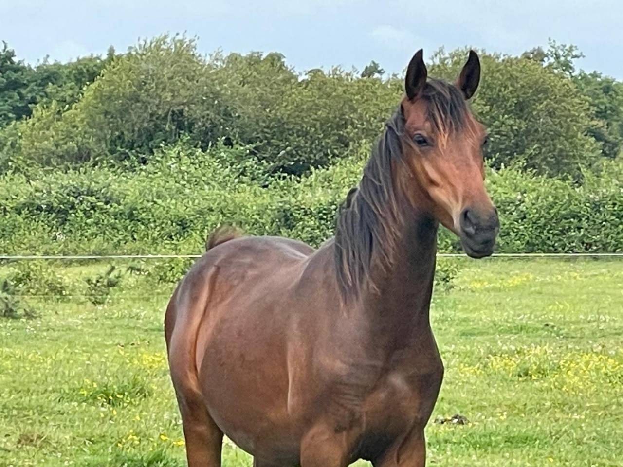 futur Poney D de 2024