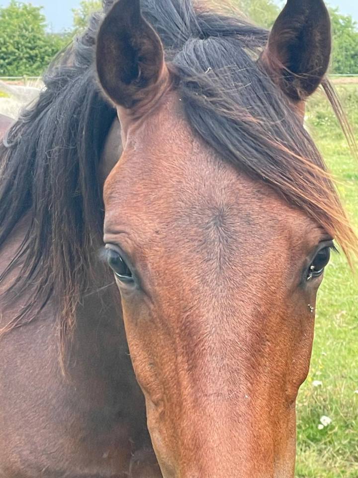 futur Poney D de 2024