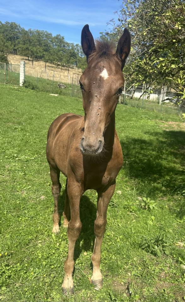 À vendredi Pouliche OC - née en Mai 2025