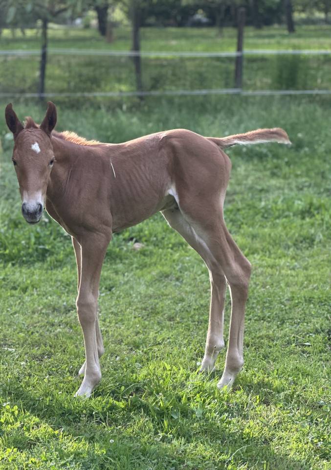 À vendredi Pouliche OC - née en Mai 2025