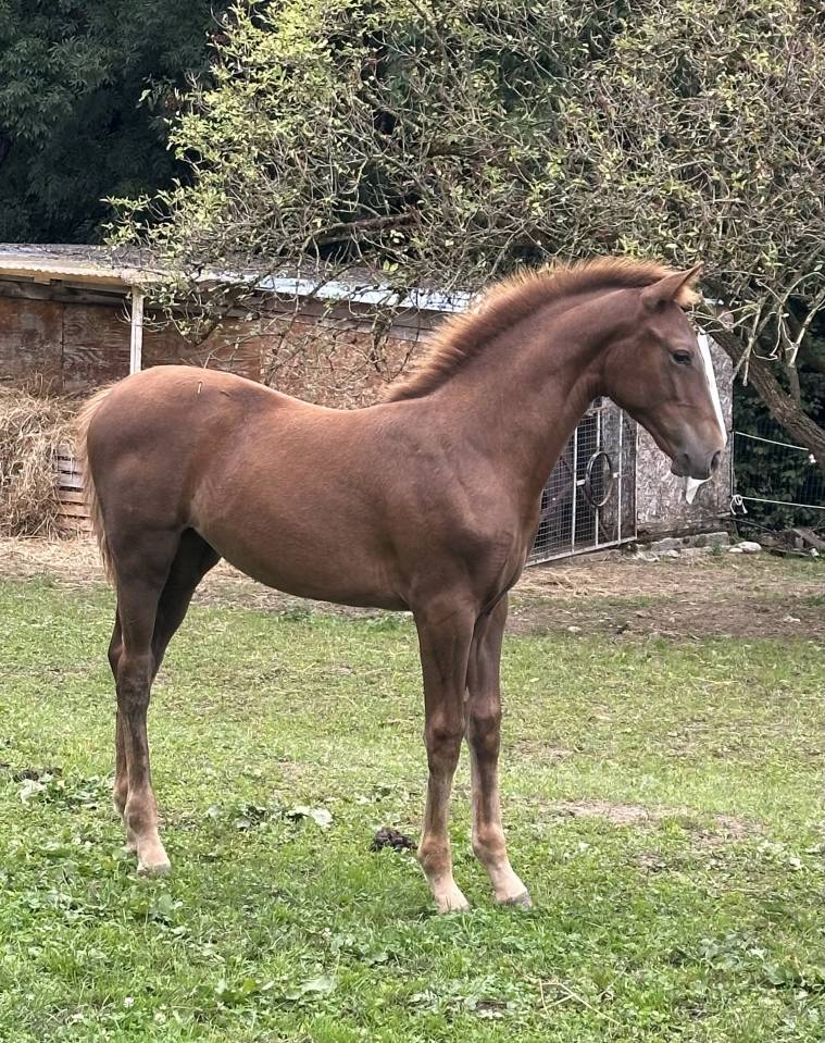 À vendredi Pouliche OC - née en Mai 2025