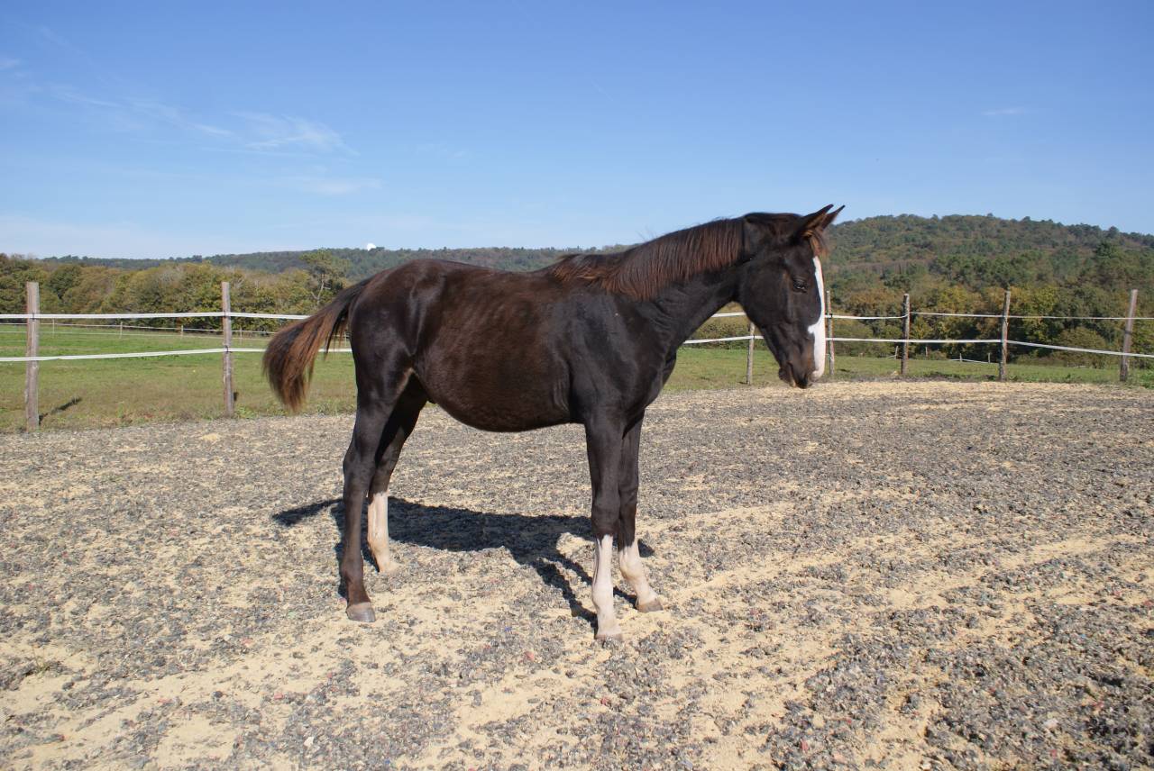 Poulain 7 mois Qlassic X Le Tot X Orphee de Nantuel X D